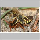Nomada lathburiana - Wespenbiene 09a 10mm.jpg
